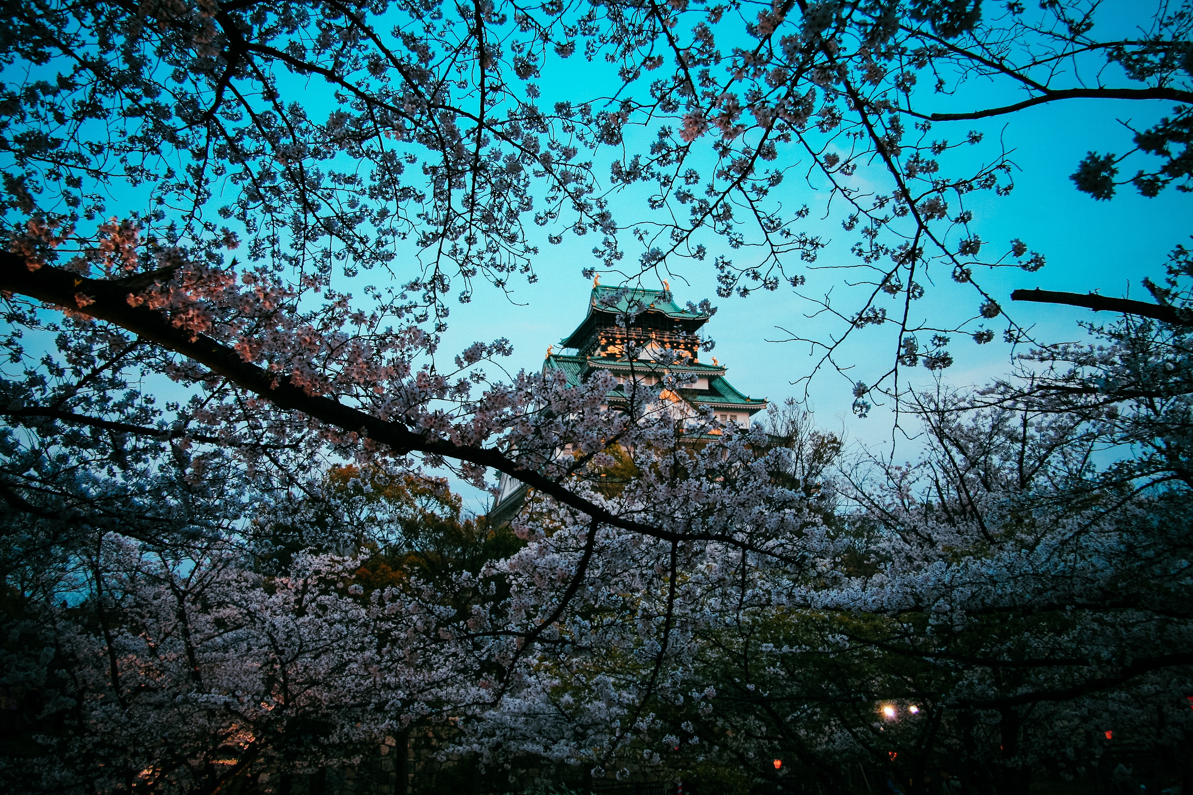Körsbärsträd Japan